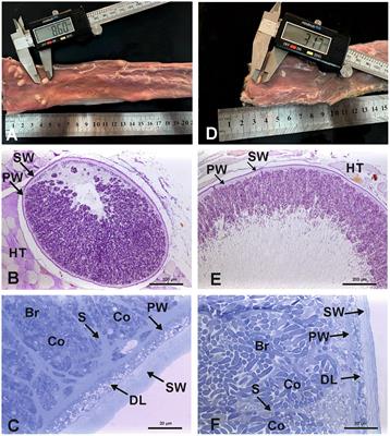 Frontiers Morphological Ultrastructural Genetic Characteristics And